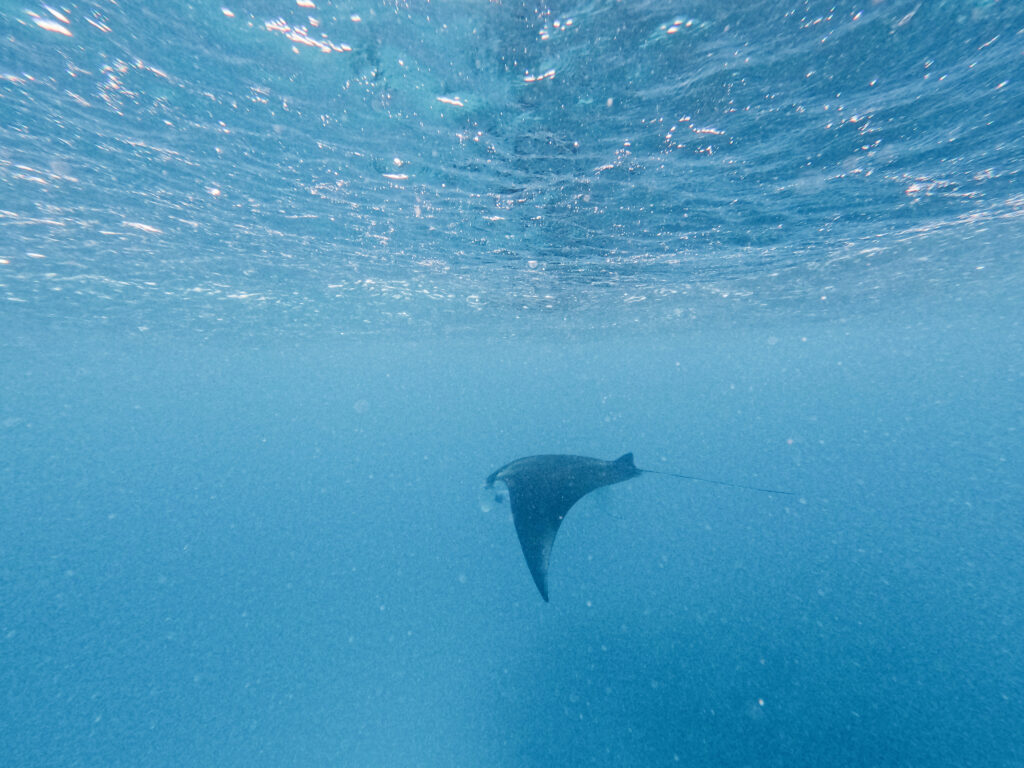 snorkeling is a cheap activity for Maldives on a budget