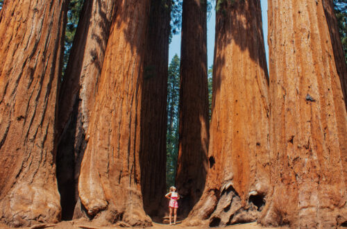 Nicole Jordan standing in front of giant sequoias on the Majestic Mountain Loop Yosemite to Sequoia National Park road trip