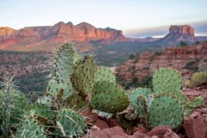 Prickly pear cactus looking out on Courthouse Butte on an easy hike in Sedona, Arizona