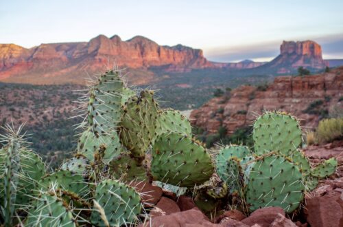 Prickly pear cactus looking out on Courthouse Butte on an easy hike in Sedona, Arizona
