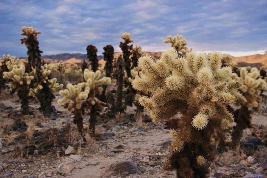 The Cholla Cactus Garden Loop one of the best hikes in Joshua Tree National Park from Los Angeles