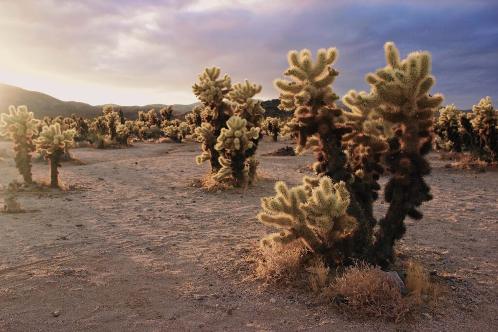 You must visit the cholla cactus garden on a Los Angeles to Joshua Tree road trip